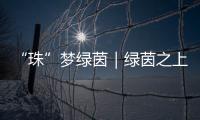 “珠”梦绿茵｜绿茵之上
：金湾区如何打造足球发展生态链？