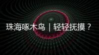 珠海啄木鸟｜轻轻抚摸
？肢体接触？零容忍！勇敢向职场性骚扰说“不”！