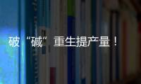 破“碱”重生提产量！ 珠海盐碱地变“丰产田”