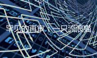 罕见的再审�：一只流浪猫与24万元赔偿