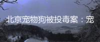 北京宠物狗被投毒案：宠物如何定价，犬主能否诉精神赔偿