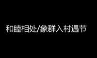 和睦相处/象群入村遇节庆 民众
：欢迎来做客