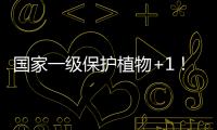 国家一级保护植物+1�
！珠海新发现紫纹兜兰野生群落
