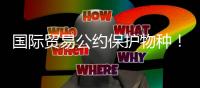 国际贸易公约保护物种！无叶美冠兰首度在珠被发现