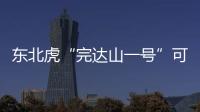 东北虎“完达山一号”可能已“脱单”�
！