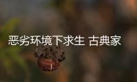 恶劣环境下求生 古典家具企业需要品牌、定位和创新