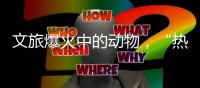 文旅爆火中的动物，“热爱不代表零距离接触”