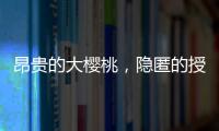昂贵的大樱桃
，隐匿的授粉药