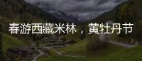 春游西藏米林	，黄牡丹节这样玩！