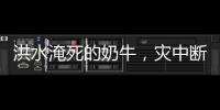 洪水淹死的奶牛，灾中断裂的生计