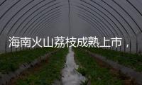 海南火山荔枝成熟上市，“甜蜜季”开启