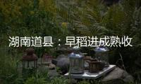 湖南道县�	：早稻进成熟收割季