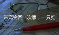 带宠物回一次家，一只狗要比一只猫多花多少钱

？｜春节账单④