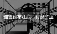 快排公司十年历程，霸屏兔 seo 的崛起与坚守