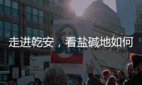 走进乾安，看盐碱地如何被炼成“肥田”