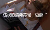 违规的清滩养蛏
：边滑“泥橇”边下农药