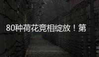 80种荷花竞相绽放�！第三届横琴荷花节启幕