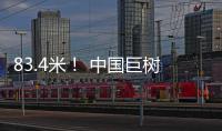 83.4米！ 中国巨树首次攀测综合科考完成