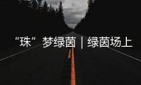 “珠”梦绿茵｜绿茵场上，向阳花开——平沙实小足球小将的汗水与梦想