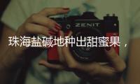珠海盐碱地种出甜蜜果
，甜度接近天花板！