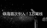 珠海首次引入！1万尾线纹海马成功“落户”
