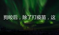 狗咬后，除了打疫苗，这些问题容易被忽视