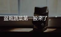 盆栽蔬菜第一股来了，“阳台种菜”治好了当代人的精神内耗？