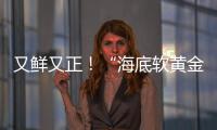 又鲜又正	！“海底软黄金” 珠海外伶仃海胆新鲜上岸	！