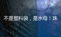 不是塑料袋，是水母！珠海海滩有水母出没 提醒
：有毒！别碰�！