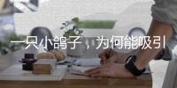 一只小鸽子	，为何能吸引14家知名媒体集中探访
？