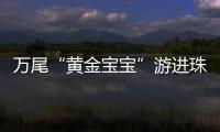 万尾“黄金宝宝”游进珠海！明年或将实现本土繁育