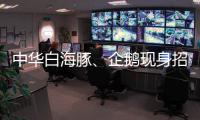 中华白海豚�、企鹅现身招聘会 珠海“招才吉祥物”好吸睛 吸引求职者争相合影