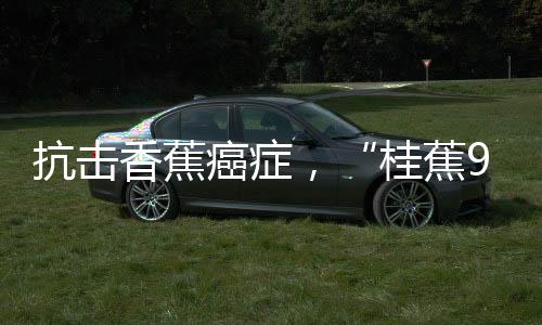 桂蕉9号被称为香蕉“癌症”