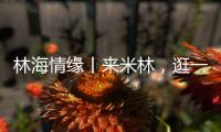 林海情缘丨来米林，逛一逛“春风桃夭宴” ！