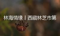 林海情缘丨西藏林芝市第二十二届桃花旅游文化节开幕