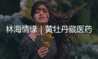 林海情缘｜黄牡丹藏医药文化旅游节开幕�！“地球上最高的绿色秘境”焕新开放