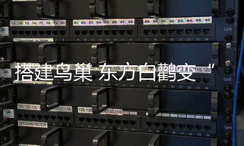 白鹳变人工巢底部内径1.2米