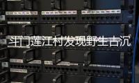 斗门莲江村发现野生古沉香种群！最大的沉香树树龄达148年