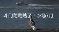 斗门葡萄熟了
！农场7月底开放采摘，大量黑夏、阳光玫瑰摘到8月！