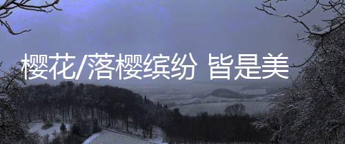 “樱花如霰晓莺啼