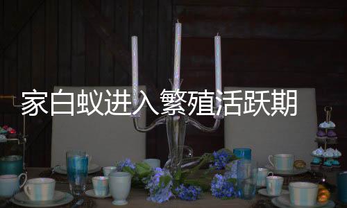 若少量白蚁从窗外飞入