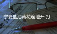 宁夏盐池黄花遍地开 打造黄花菜产业链条、拓展农户增收渠道