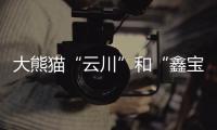 大熊猫“云川”和“鑫宝”将赴美，期限10年