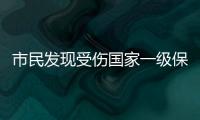 市民发现受伤国家一级保护动物绿海龟，珠海多部门联动接力救助→