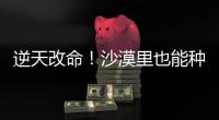 逆天改命！沙漠里也能种出“吨粮田”