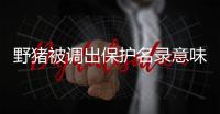 野猪被调出保护名录意味着什么？
