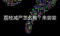 荔枝减产怎么救？来尝尝“冻眠荔枝”