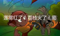 莲雾红了！荔枝火了！葡萄熟了......金湾“甜蜜夏季”开启！