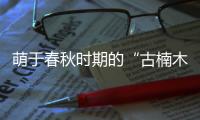 萌于春秋时期的“古楠木王”被盗割
，11人获刑