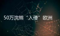 50万浣熊“入侵”欧洲，“生态害兽”泛滥难解